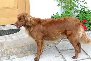 Hündin Laika vom Georgihof