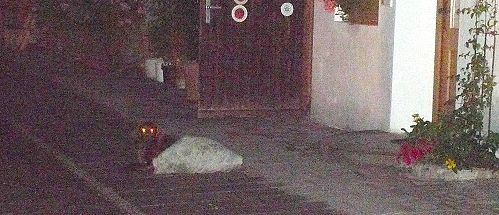 Laika wacht immer noch